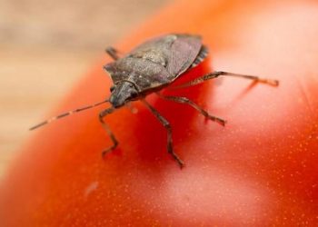 Môi trường ẩm thấp là điều kiện thuận lợi để bọ xít phát triển