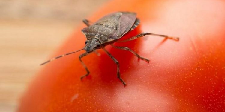 Môi trường ẩm thấp là điều kiện thuận lợi để bọ xít phát triển