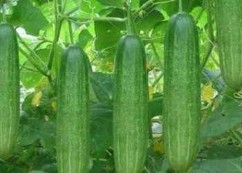 Điều kiện khí hậu ở Việt Nam giúp cây phát triển tốt hơn