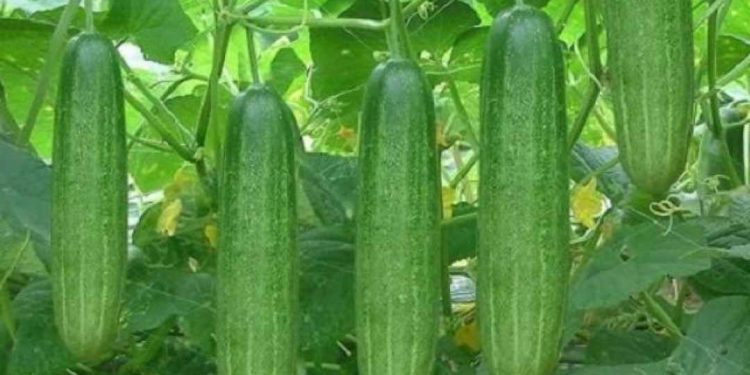 Điều kiện khí hậu ở Việt Nam giúp cây phát triển tốt hơn