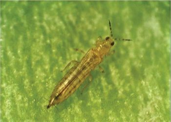 Dấu hiệu nhận biết hình dạng của bọ trĩ gây hại đến cây trồng