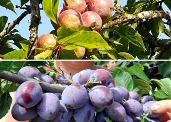 Một số cây ăn quả được trồng ở Việt Nam 