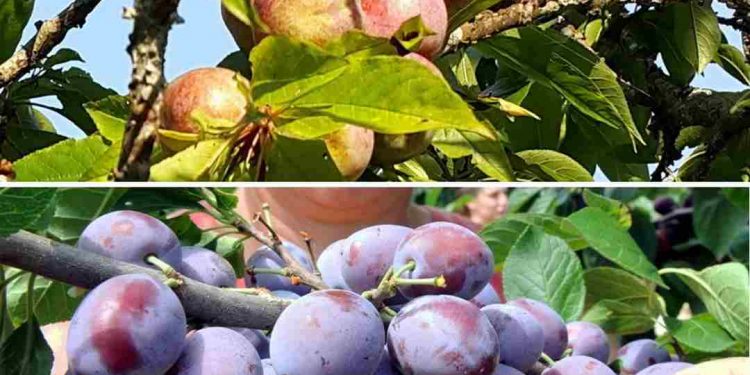 Một số cây ăn quả được trồng ở Việt Nam 