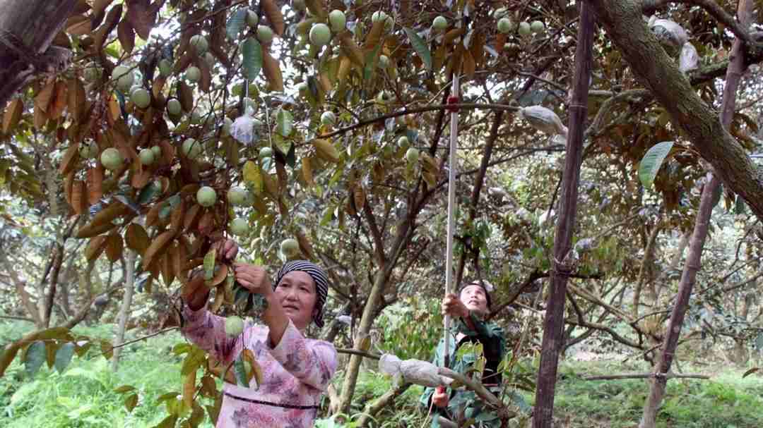 Nông dân thu hoạch cây vú sữa 