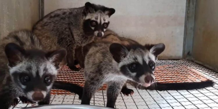 Các kỹ thuật nuôi cầy hương cần phải lưu ý