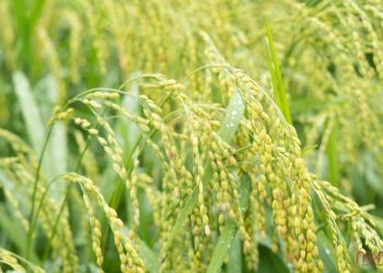 Vẻ đẹp tinh khôi của cây lúa và hạt lúa của đất Việt Nam ta