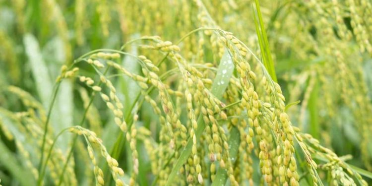 Vẻ đẹp tinh khôi của cây lúa và hạt lúa của đất Việt Nam ta