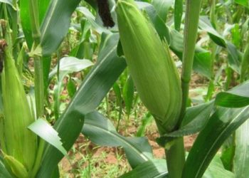 Người bạn đồng hành mang lợi ích kinh tế cho nông dân Việt