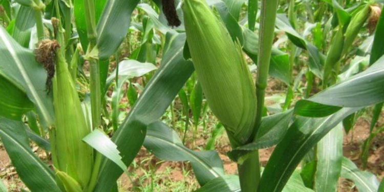 Người bạn đồng hành mang lợi ích kinh tế cho nông dân Việt