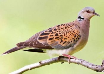 Một loài chim cảnh được nhiều người săn đón, ưa chuộng