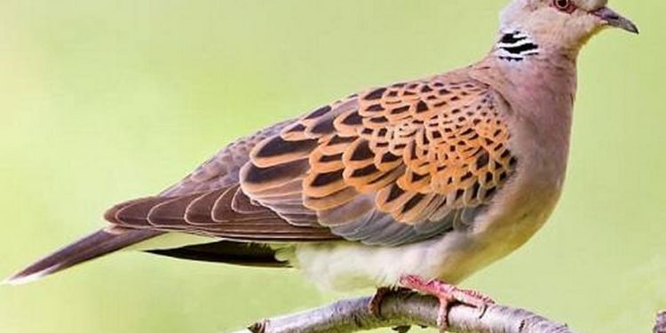 Một loài chim cảnh được nhiều người săn đón, ưa chuộng