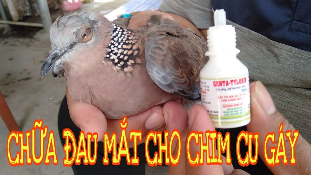 Chim cu gáy bị đau mắt được điều trị bằng thuốc nhỏ mắt