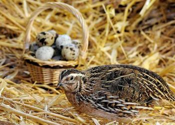 Hình ảnh về chim cút-một loại nhân sâm động vật