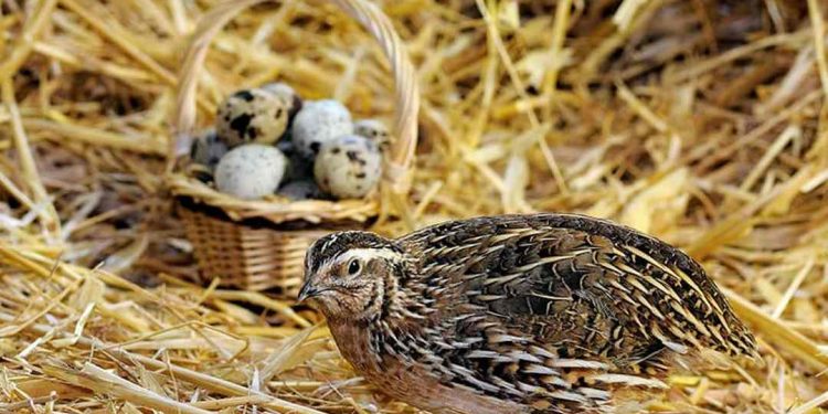 Hình ảnh về chim cút-một loại nhân sâm động vật