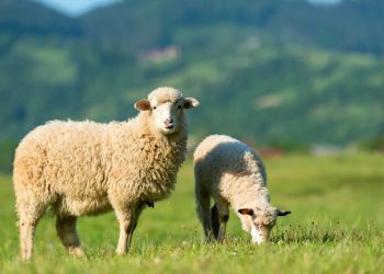 Con cừu là một loài động vật thân thiện và tự giác