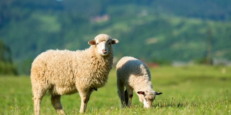 Con cừu là một loài động vật thân thiện và tự giác