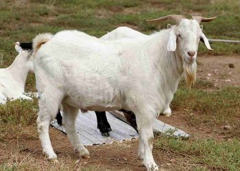 Đặc điểm hình dáng, nhận diện của con dê