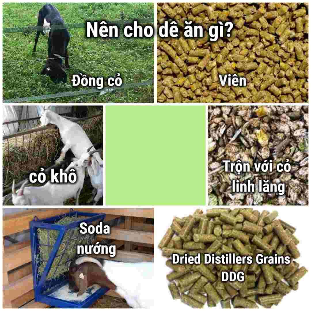 Các loại thực phẩm khuyên dùng dành cho con dê