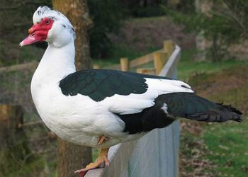 Bản năng hung hăng của con ngan