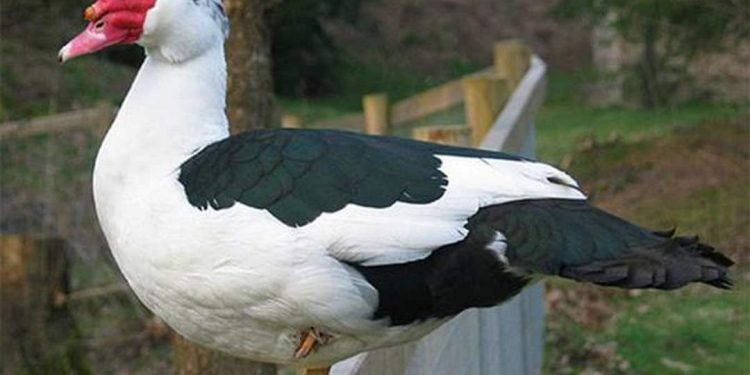 Bản năng hung hăng của con ngan