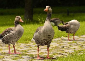 Con ngỗng - loài gia cầm nhiều lợi ích