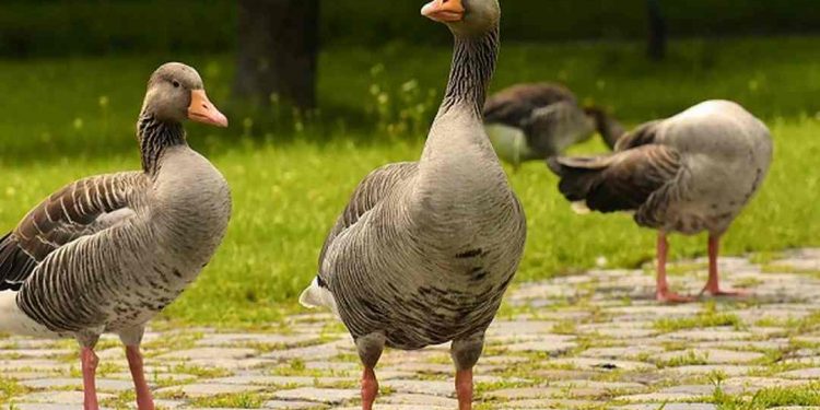 Con ngỗng - loài gia cầm nhiều lợi ích