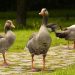 Con ngỗng - loài gia cầm nhiều lợi ích