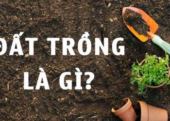 Một số loại đất trồng phổ biến trong nông nghiệp trồng trọt