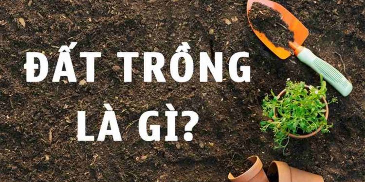 Một số loại đất trồng phổ biến trong nông nghiệp trồng trọt