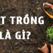 Một số loại đất trồng phổ biến trong nông nghiệp trồng trọt