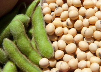 Lựa chọn hạt đậu căng tròn, săn chắc cho bữa ăn của bạn