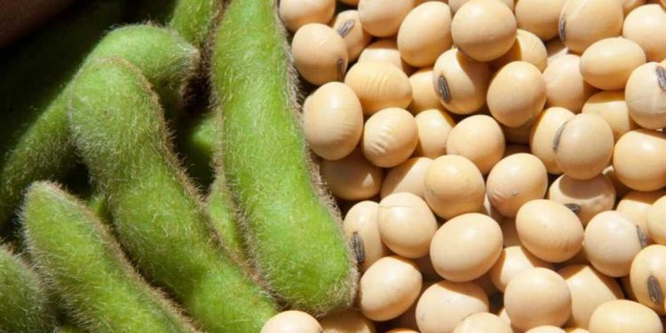 Lựa chọn hạt đậu căng tròn, săn chắc cho bữa ăn của bạn