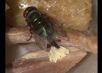 Ruồi có thể đẻ trứng ở khắp mọi nơi nếu có nhiệt độ thuận lợi
