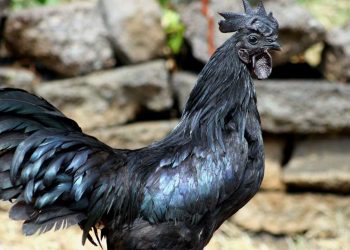 Gà ác là giống gà có khối lượng nhỏ khi thu hoạch