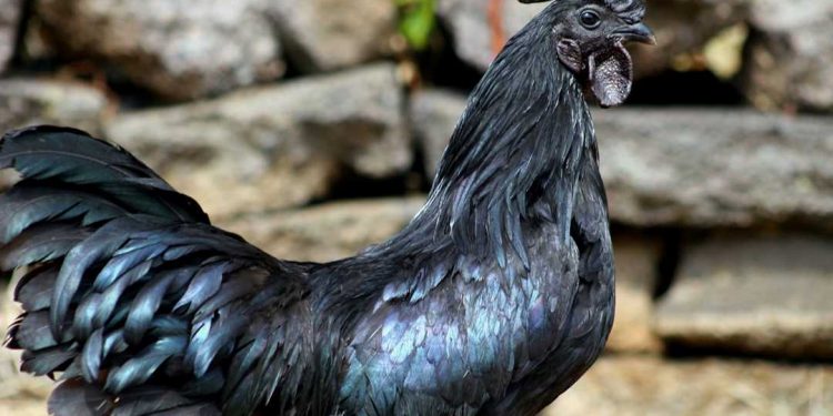 Gà ác là giống gà có khối lượng nhỏ khi thu hoạch
