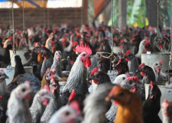 Kỹ thuật chăm sóc gà để đạt hiệu quả đẻ trứng cao