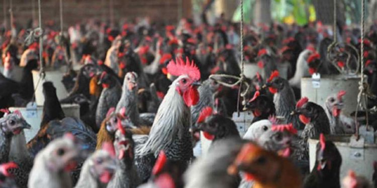 Kỹ thuật chăm sóc gà để đạt hiệu quả đẻ trứng cao