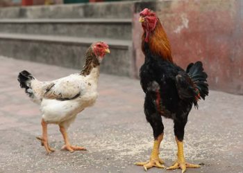 Gà Hồ - giống gà quý hiếm và đắt đỏ