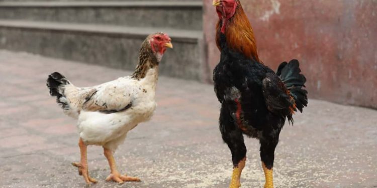 Gà Hồ - giống gà quý hiếm và đắt đỏ