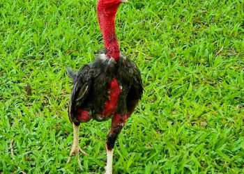 Các loại gà chọi có tại 3 miền của nước ta