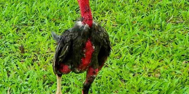 Các loại gà chọi có tại 3 miền của nước ta