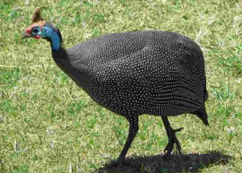 Đặc điểm ngoại hình của một con gà sao