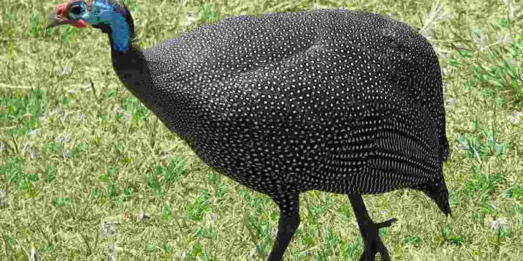 Đặc điểm ngoại hình của một con gà sao