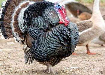 Kinh nghiệm chọn gà giống đem lại hiệu quả kinh tế cao