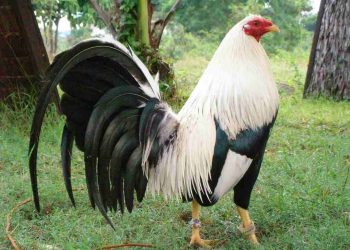 Nuôi gà trang trại có ưu điểm và nhược điểm nhất định