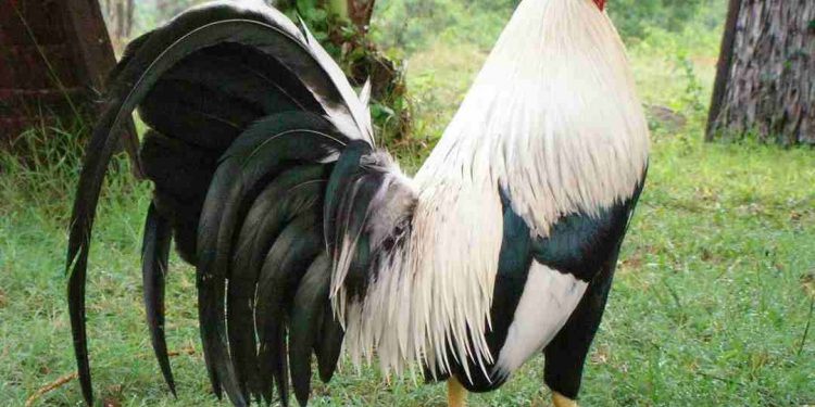 Nuôi gà trang trại có ưu điểm và nhược điểm nhất định