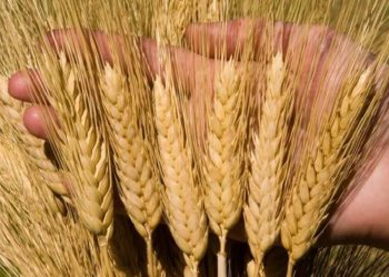 Công nghệ Úc giúp tăng sản lượng lúa mì khi nhiệt độ ấm lên