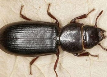 Đặc điểm hình dáng bên ngoài để giúp bạn đọc nhận diện loài mọt