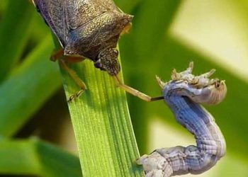 Các nguồn sâu bệnh hại  phá hoại cây trồng phổ biến nhất