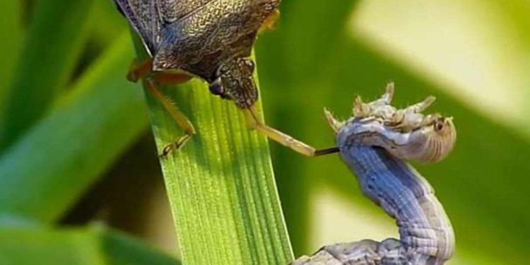 Các nguồn sâu bệnh hại phá hoại cây trồng phổ biến nhất